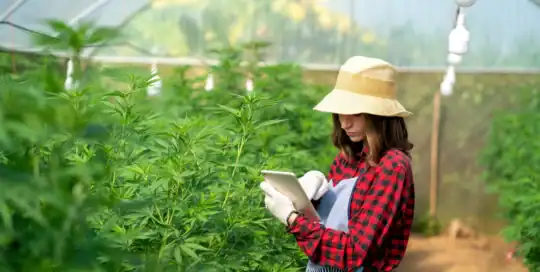 Cannabis Farm Insurance Kentucky