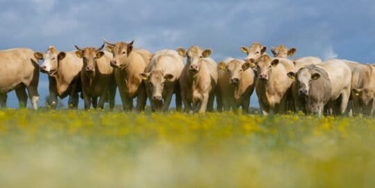 Cattle Farm Insurance Kentucky