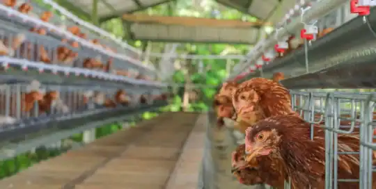 Poultry Confinement Insurance Kentucky