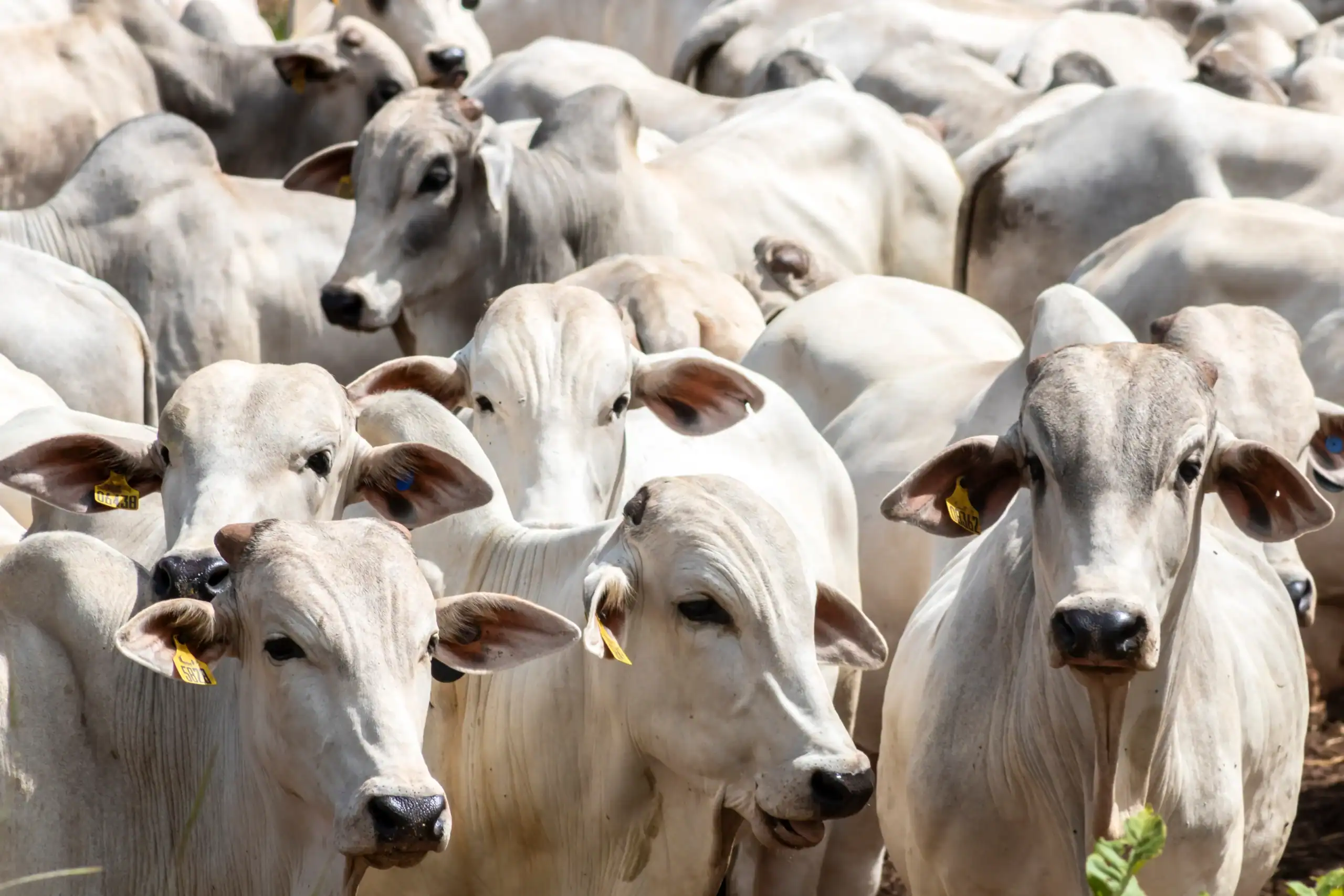 Cattle Farm Insurance Kentucky