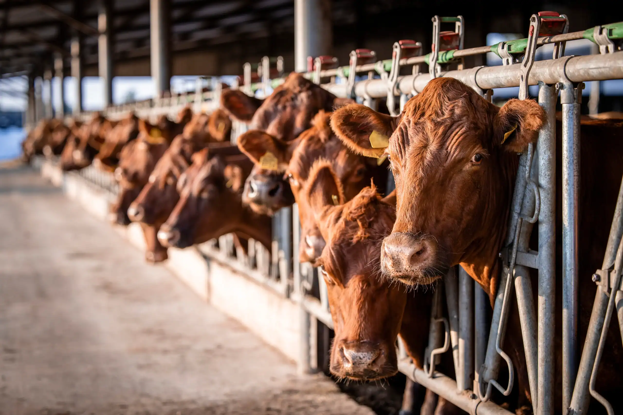Cattle Farm Insurance Kentucky