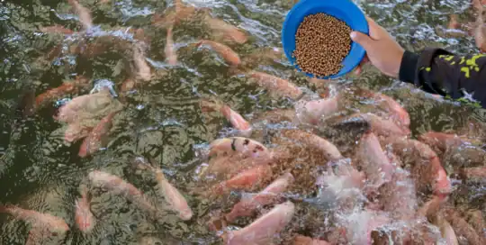 Aquaculture Farm Insurance Kentucky