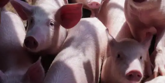 Hog Confinement Insurance Kentucky