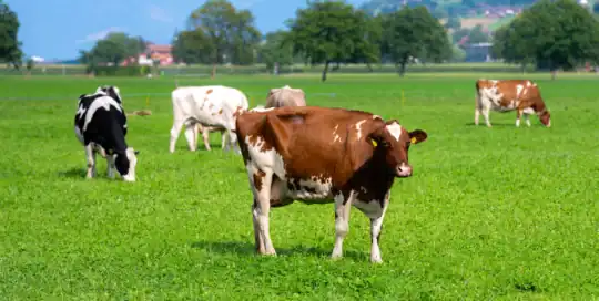 Livestock Mortality Insurance Kentucky