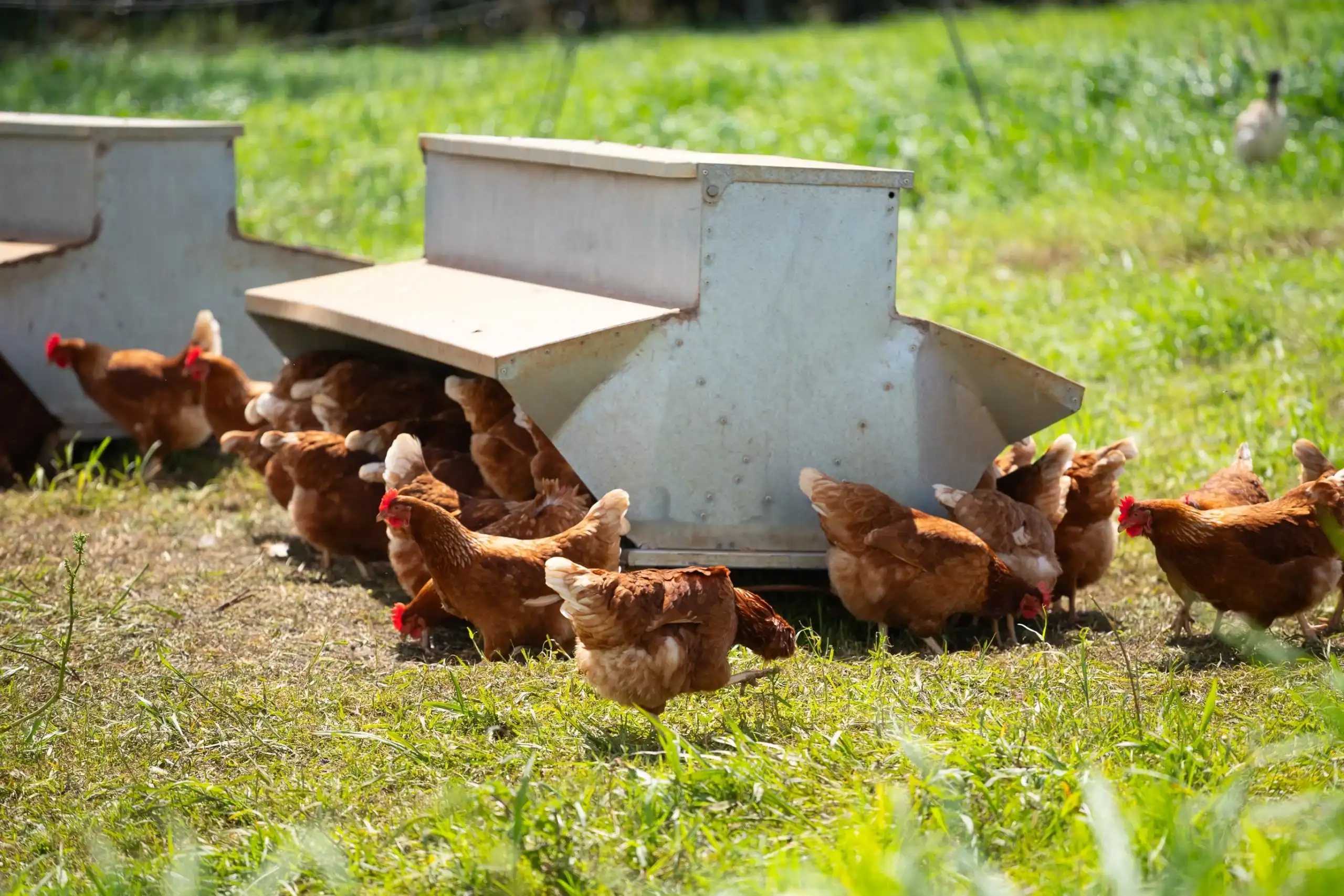 Commercial Farm Insurance Kentucky