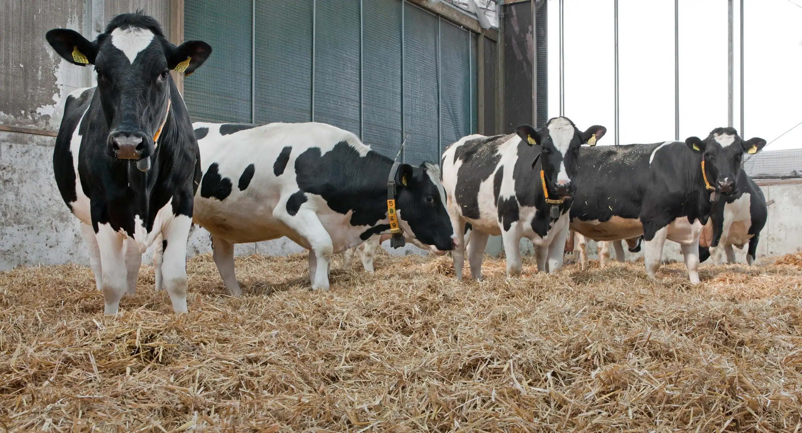 Dairy Farm Insurance Kentucky