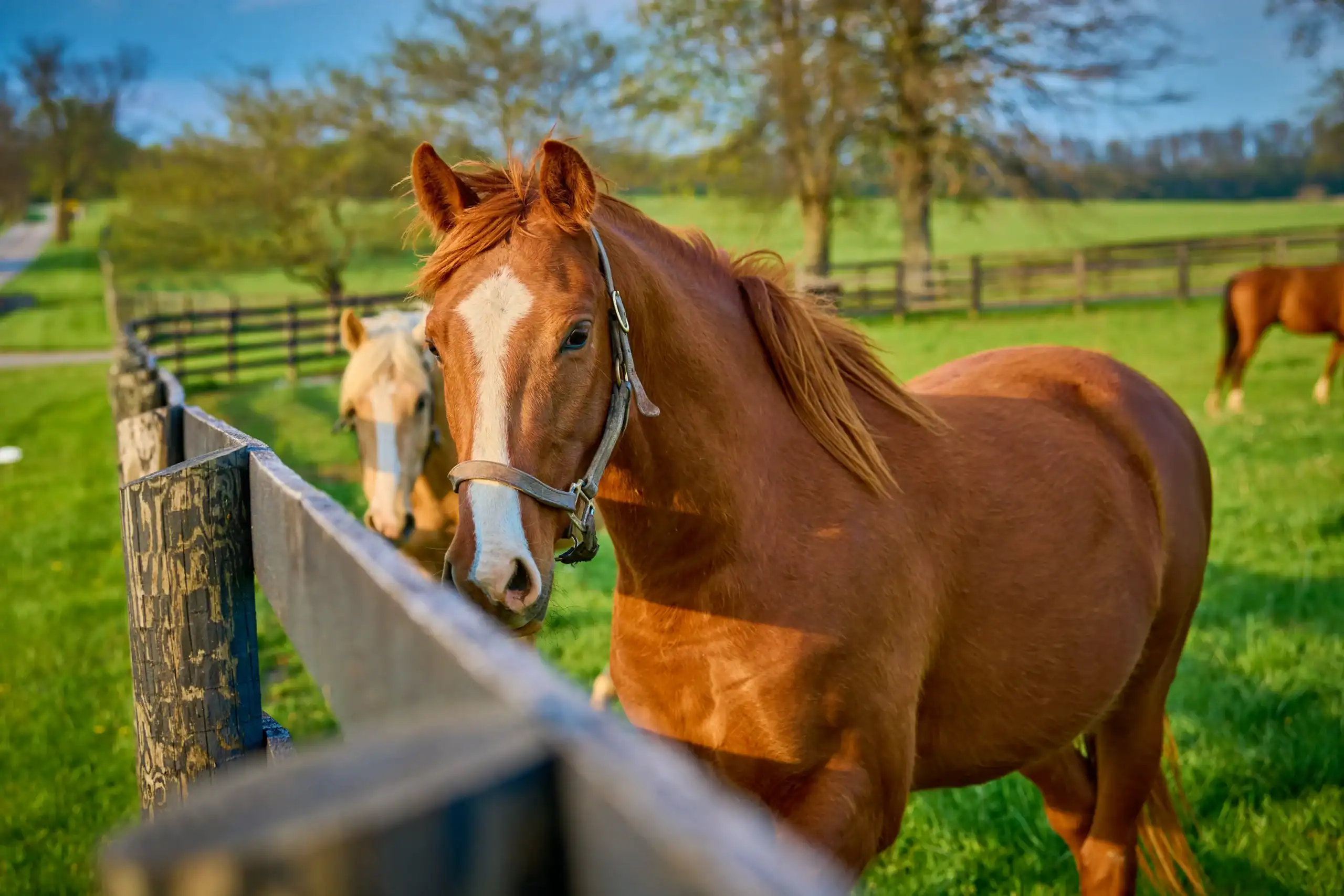 Equine Farm Insurance Kentucky